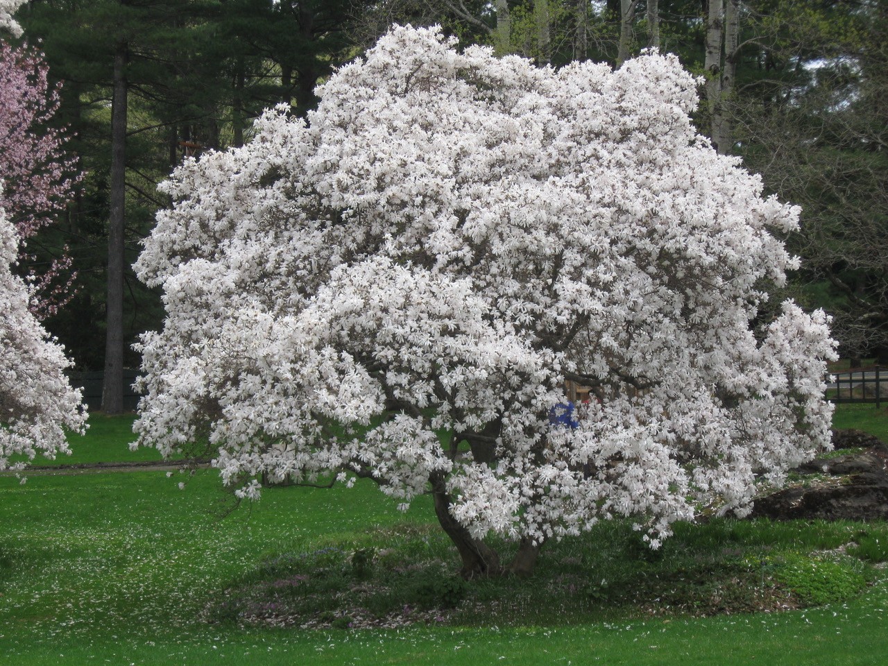 Beyond Crabapples-The Four Season Beauty of Ornamental Trees | Explore