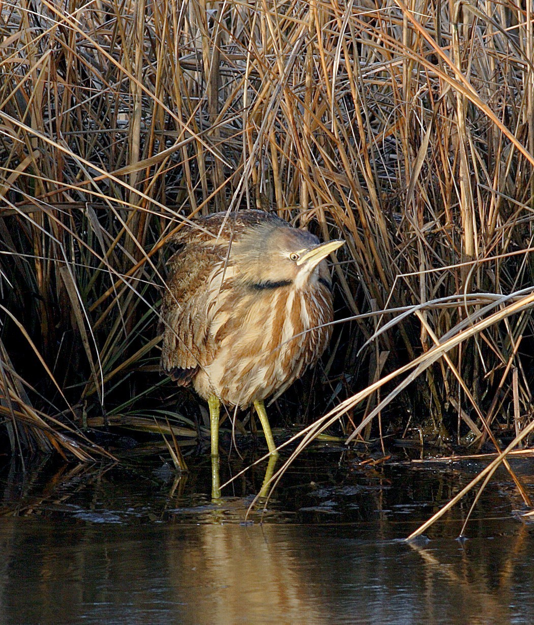 Marsh Bird Survey Training  Explore Washington CT