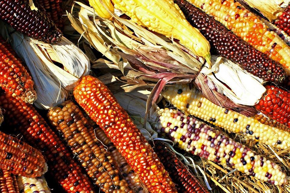 Annual Green Corn Festival Explore Washington CT