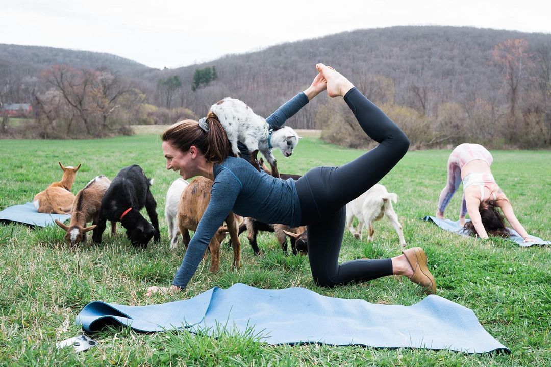Father's Day Goat Yoga Explore Washington CT