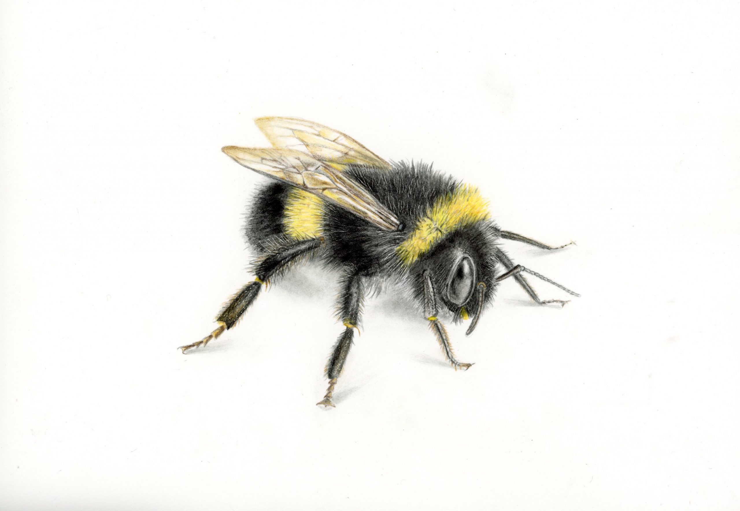 Bumblebees In Colored Pencil - Explore Washington Ct